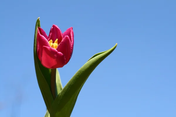Tulpe am Himmel — Stockfoto