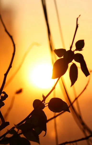 Leaf sunset — Stock Photo, Image