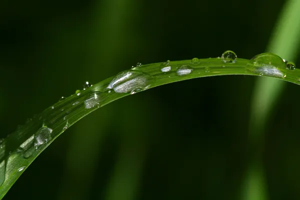 自然の水滴 — ストック写真
