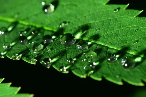 Goutte d'eau naturelle — Photo