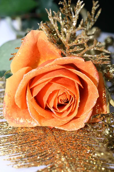 Orange rose Royalty Free Stock Images