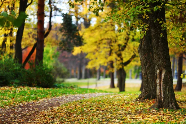 Herbstbäume — Stockfoto