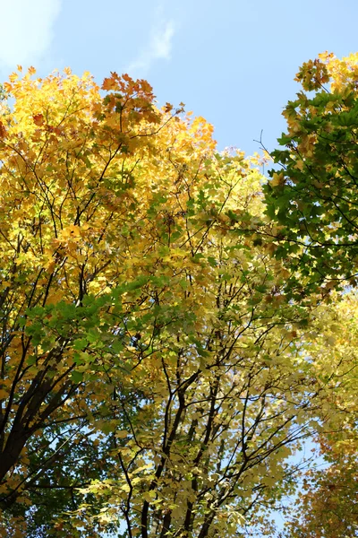 秋の紅葉が終わり — ストック写真