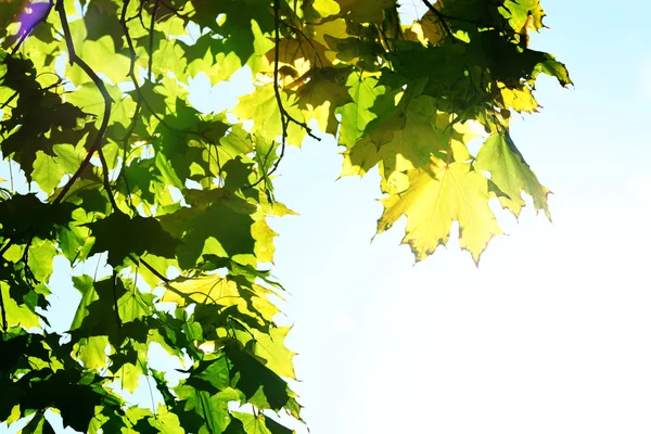 Hojas de otoño de cerca — Foto de Stock