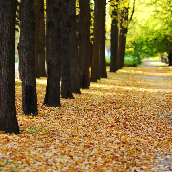 Autumn park — Stock Photo, Image