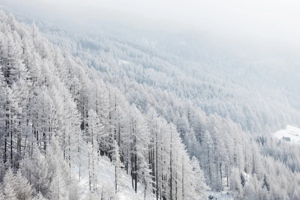 Wald im Schnee — Stockfoto