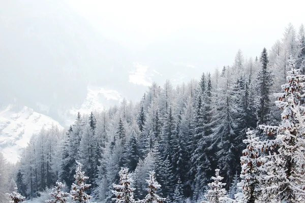 在雪地里的森林 — 图库照片