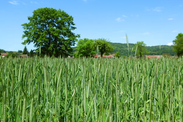 Erken ilkbaharda buğday alanı — Stok fotoğraf