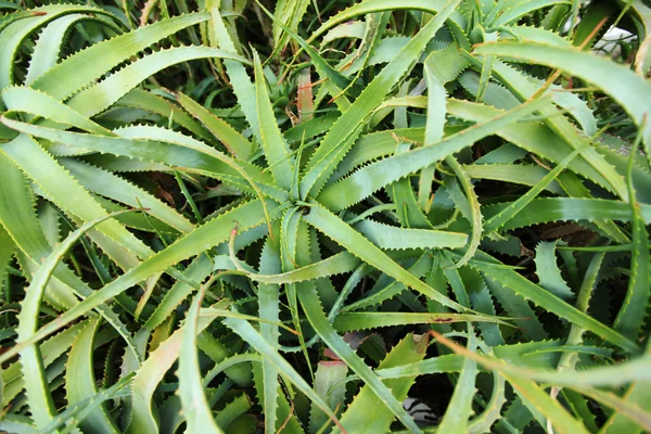 Aloe — Stockfoto