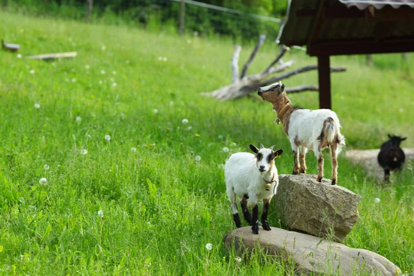 Yeşil çimlerde keçi — Stok fotoğraf