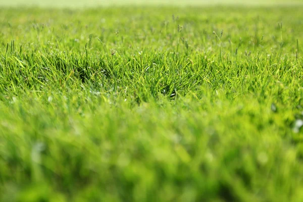 Güzel yeşil çimen dokusu — Stok fotoğraf