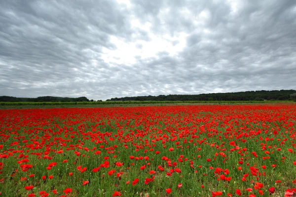 Gebied van papavers met schoonheid sky — Stockfoto