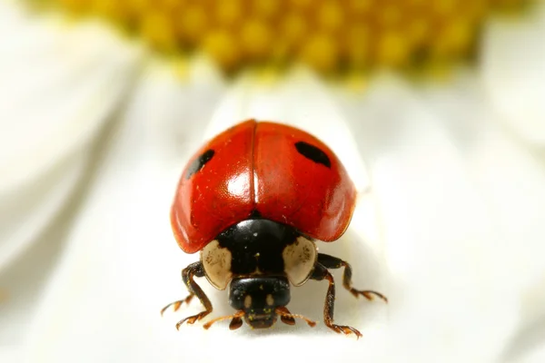 カモミールにてんとう虫 — ストック写真