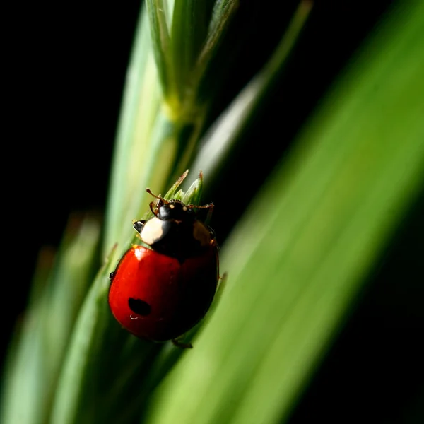 Lieveheersbeestje op gras — Stockfoto