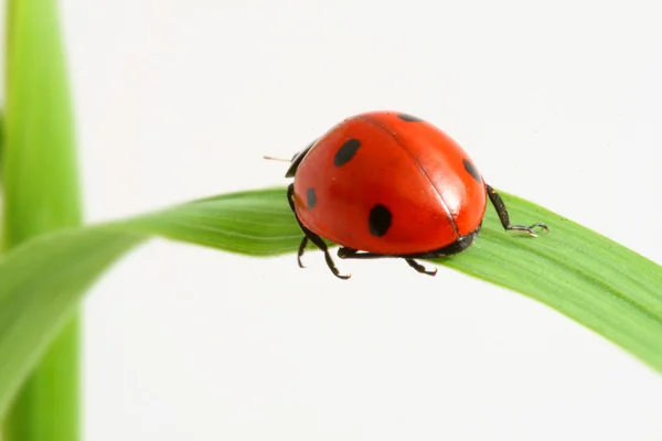 Coccinelle rouge — Photo