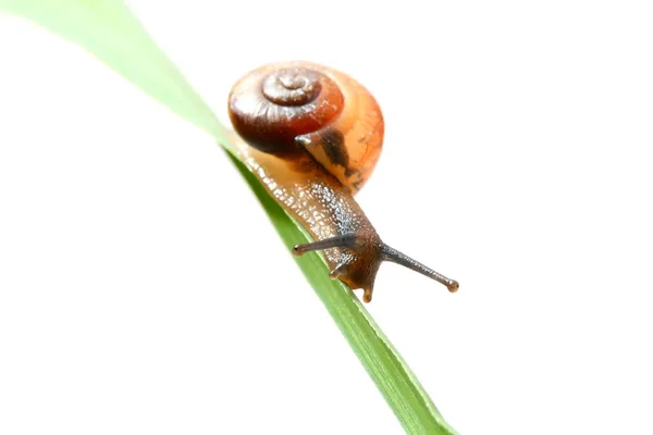 Casca na grama — Fotografia de Stock