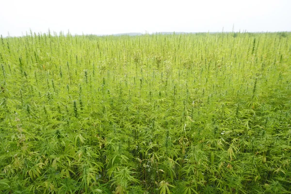 Campo de cáñamo — Foto de Stock