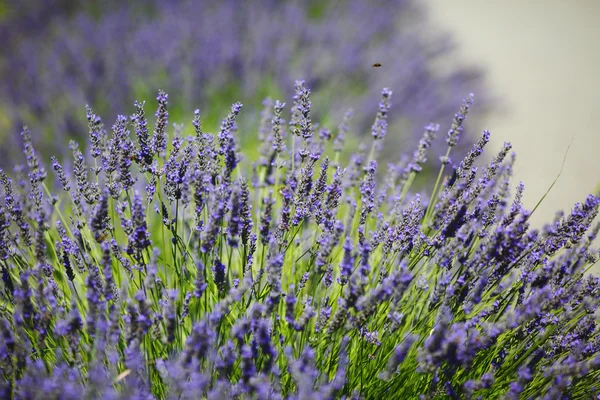 Lavendel blommor närbild — Stockfoto