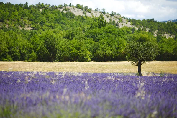 Champ de lavande — Photo