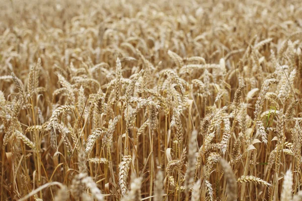 Trigo de cerca en el campo de cultivo —  Fotos de Stock