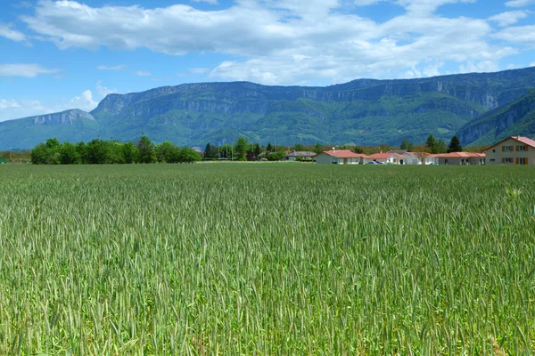 Vorfrühling Weizenfeld — Stockfoto