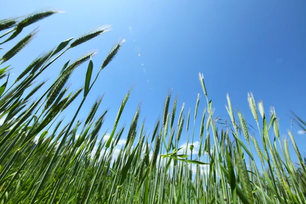 Campo de verão de trigo — Fotografia de Stock