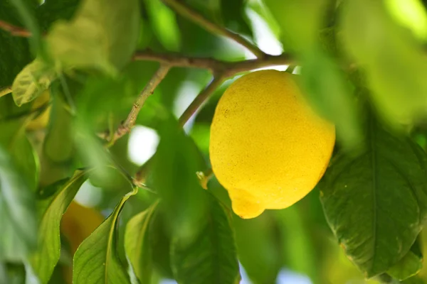 Citron zblízka — Stock fotografie