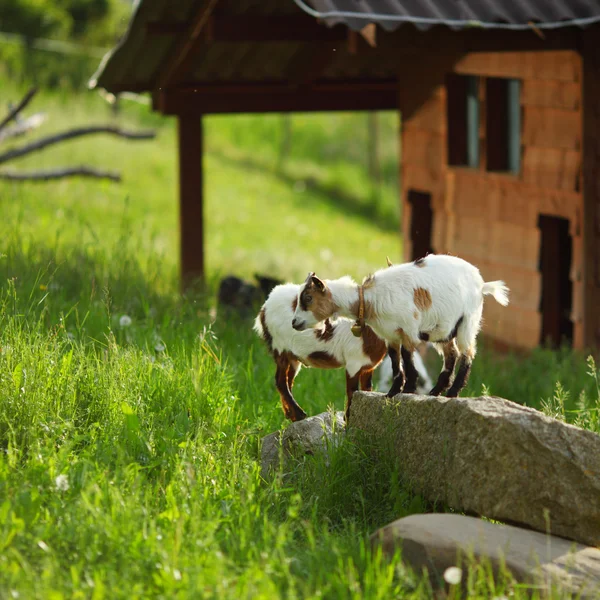 Goat on green grass — Stock Photo, Image