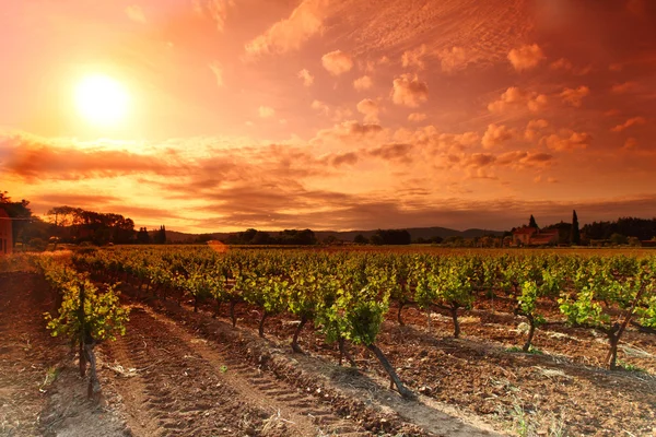 Vignoble incroyable Coucher de soleil en france — Photo