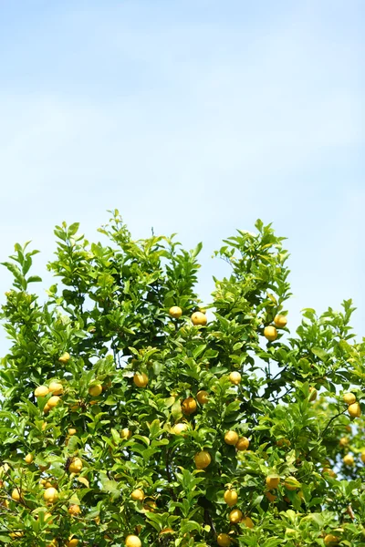 Limón de cerca — Foto de Stock