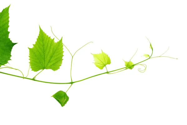 Foglie di vino verde — Foto Stock