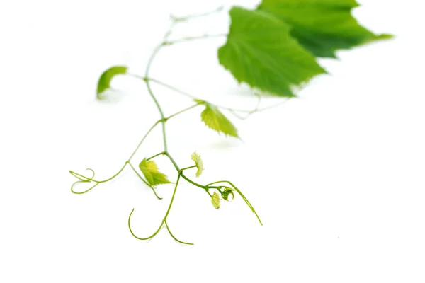 Green wine leaves — Stock Photo, Image