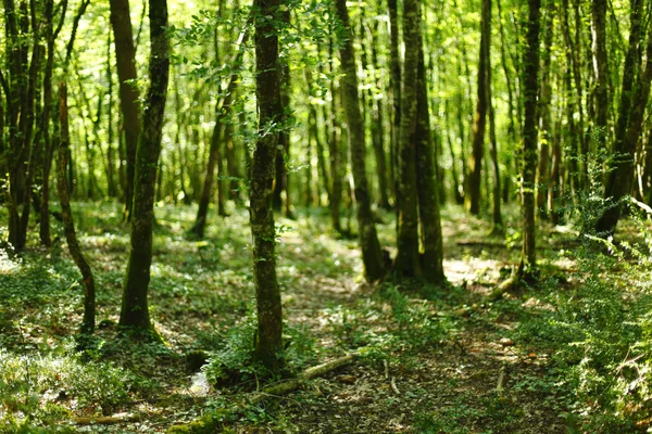 Güneş ışığı ile yaz orman — Stok fotoğraf