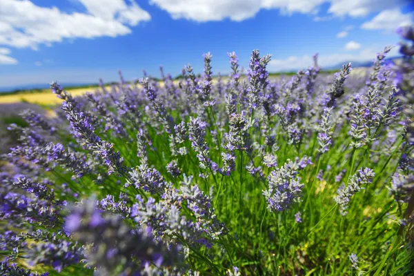 Flores de lavanda fechar — Fotografia de Stock