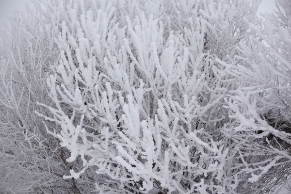 Árboles de invierno —  Fotos de Stock