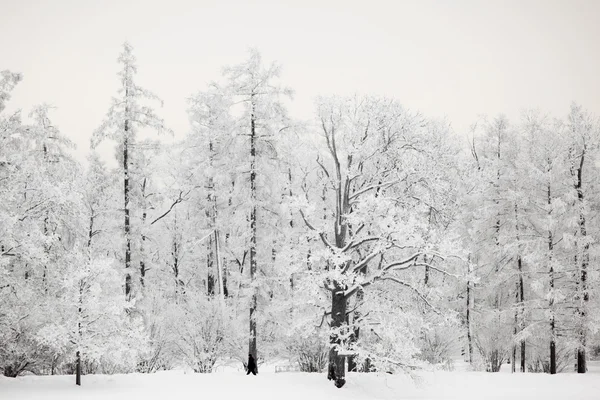 Winter bomen — Stockfoto