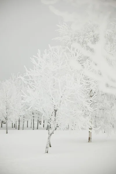 Winter trees — Stock Photo, Image