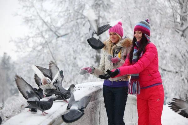 Pigeon eat — Stock Photo, Image