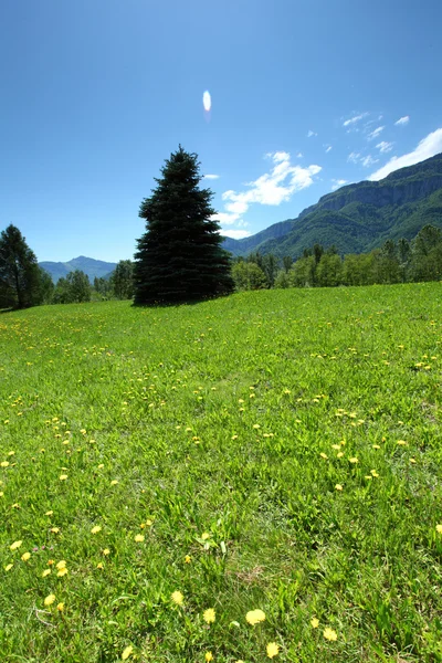 Spring Alpen — Stockfoto