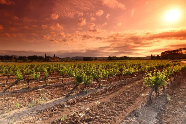 Ciel orange sur le vignoble vert — Photo