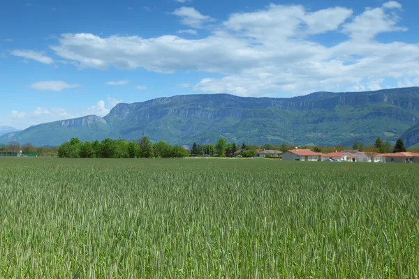 Tidigt på våren vete fält — Stockfoto