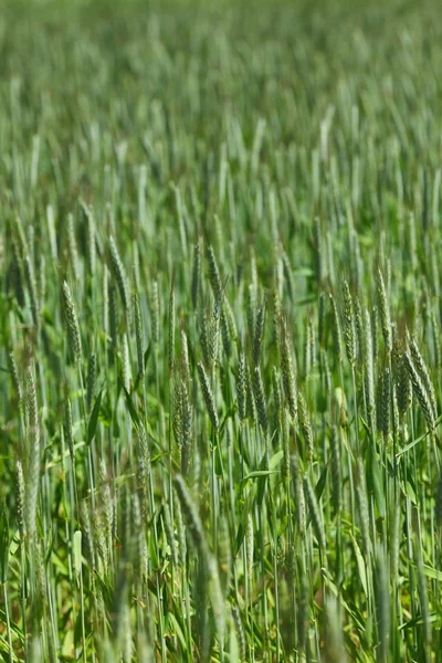 이른 봄 보 리 밭 — 스톡 사진