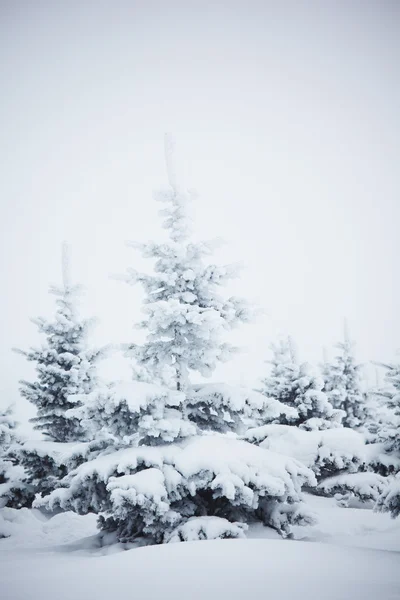 Alberi invernali Immagine Stock