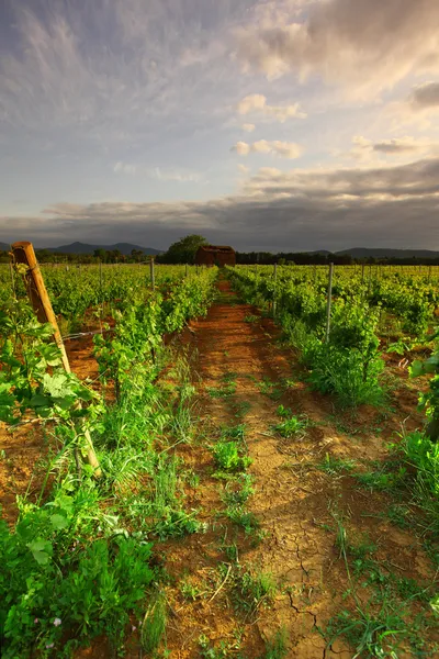Vineyard in france on sunrise — Stock Photo, Image