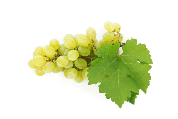 Rama de uvas con hojas aisladas sobre fondo blanco —  Fotos de Stock