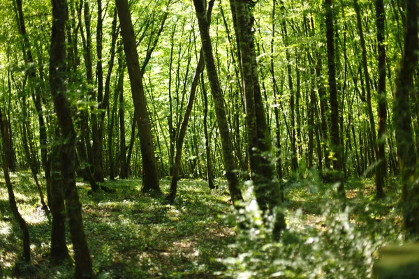Forêt d'été avec lumière du soleil — Photo