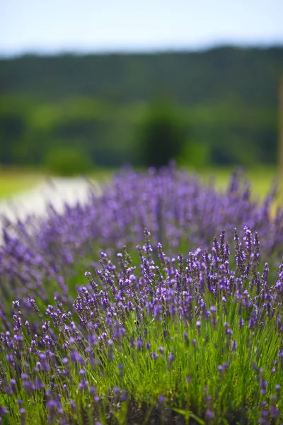 Lavendel blommor närbild — Stockfoto