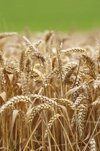 Trigo de cerca en el campo de cultivo —  Fotos de Stock