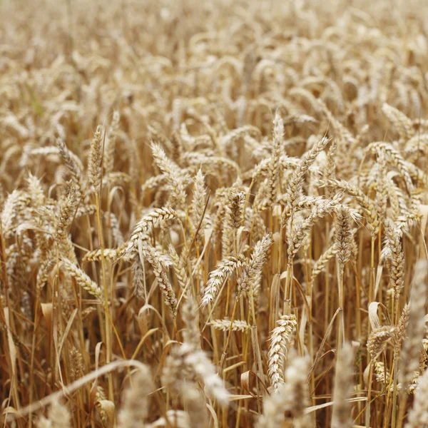 小麦は、ファーム フィールドにクローズ アップ ストック画像