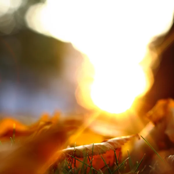 Altın sonbahar — Stok fotoğraf